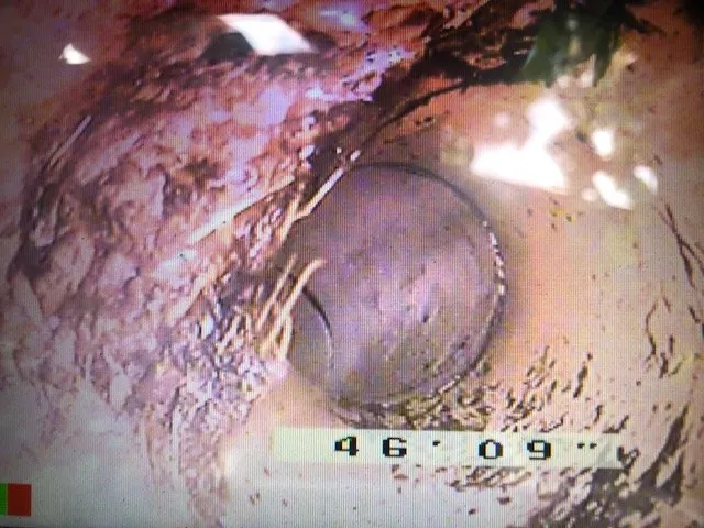 Slide of Pipe Sharks