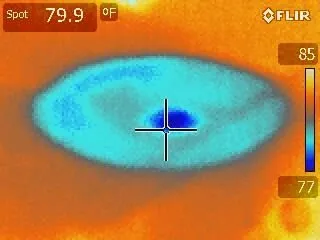 Slide of Pipe Sharks