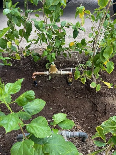 Slide of Pipe Sharks