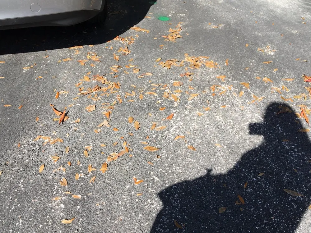 Slide of Pirates Plumbing