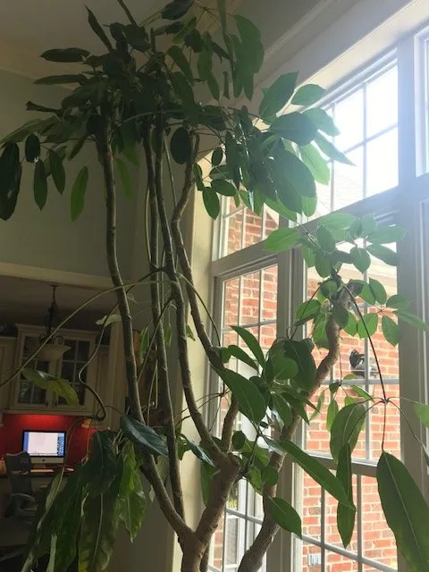 Slide of Plant Concepts