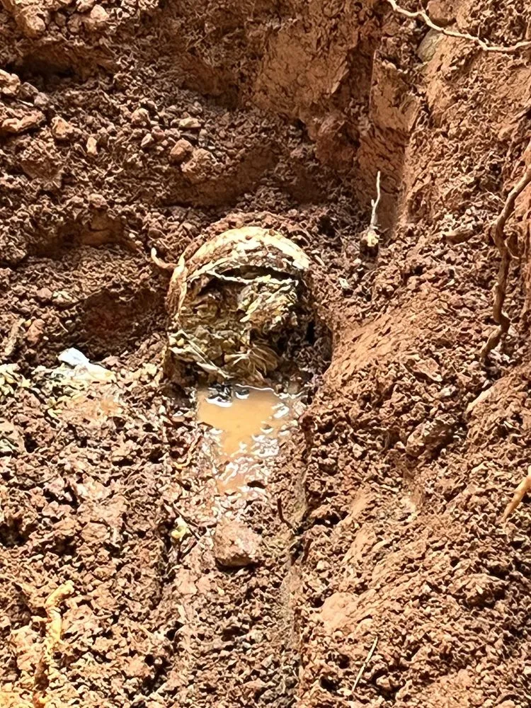 Slide of Plumb Medic