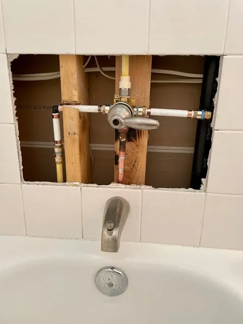 Slide of Plumb Zebra