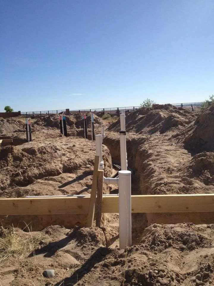 Slide of Plumb Zebra