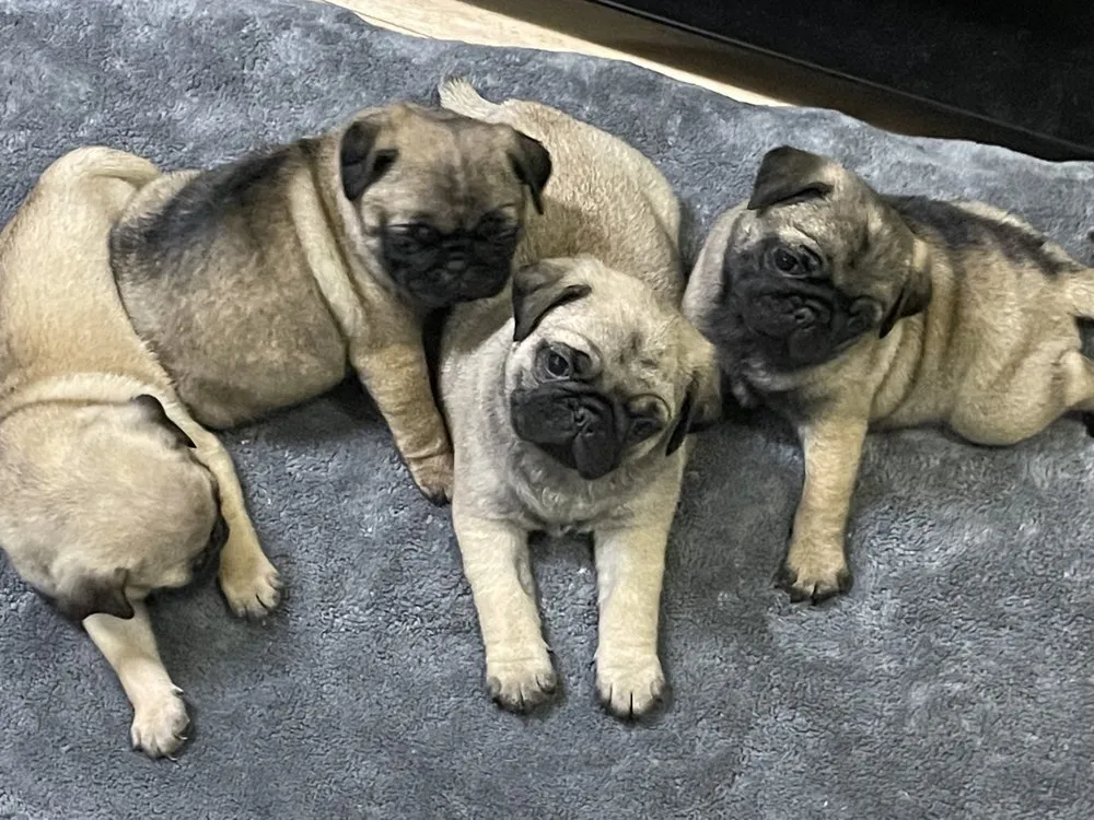 Slide of Plumbing By JJ