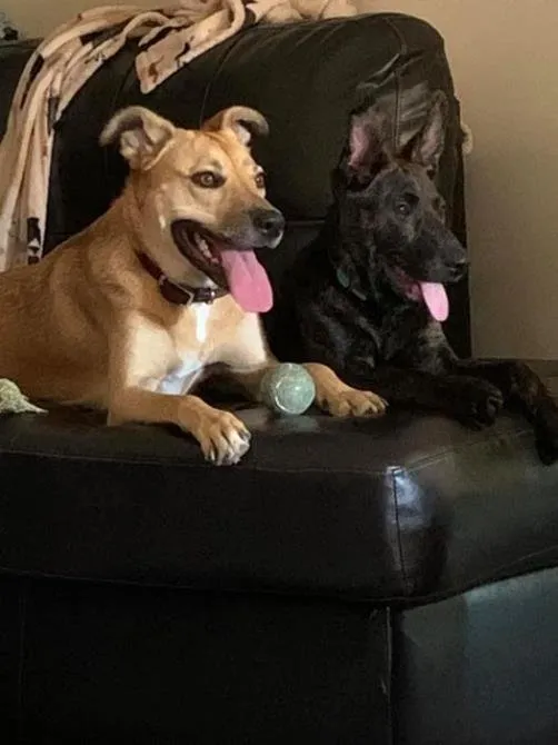 Slide of Plumbing Dog