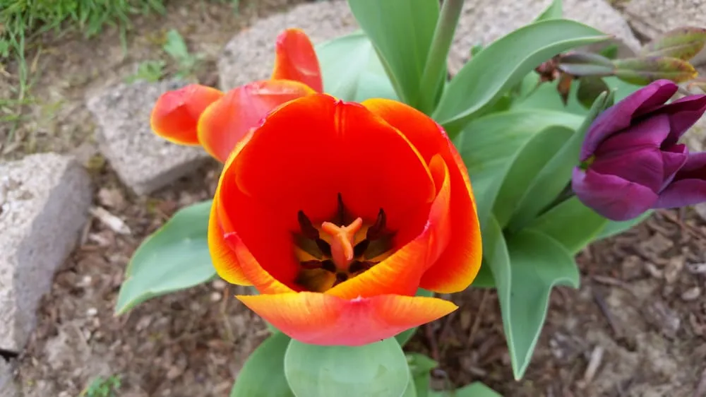 Slide of Plumbline Plumbing