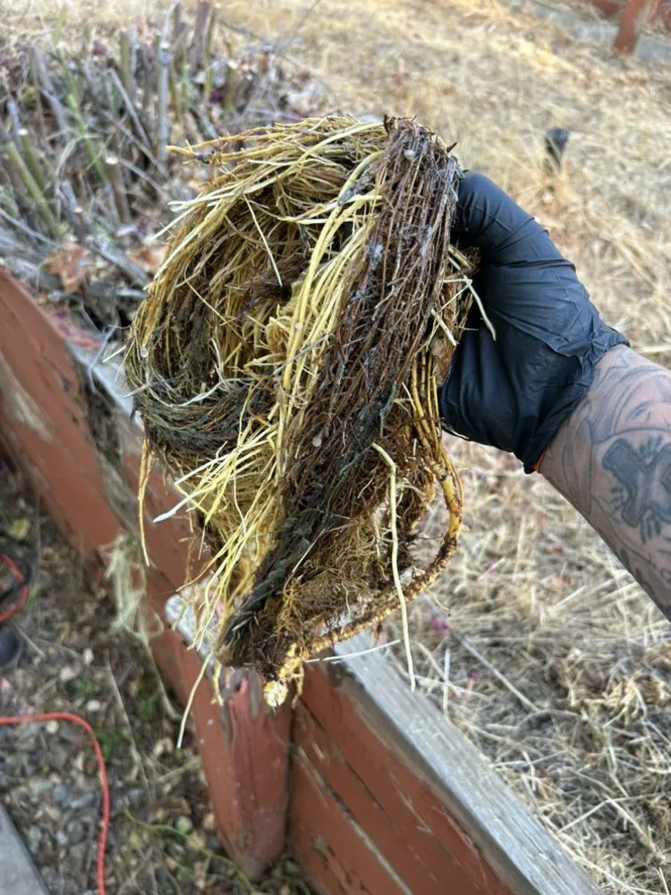 Top-rated drain cleaning service in Tehachapi, CA - Preferred Plumbing and Drain