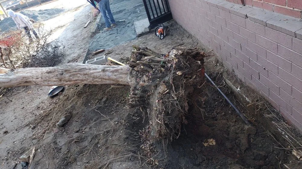 Slide of Pérez Cutt Trees