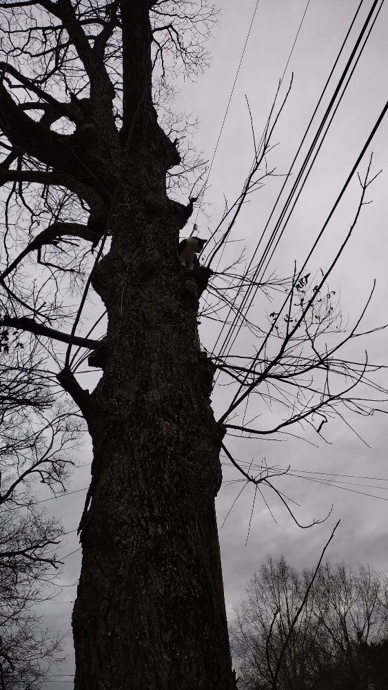 Slide of Pérez Cutt Trees