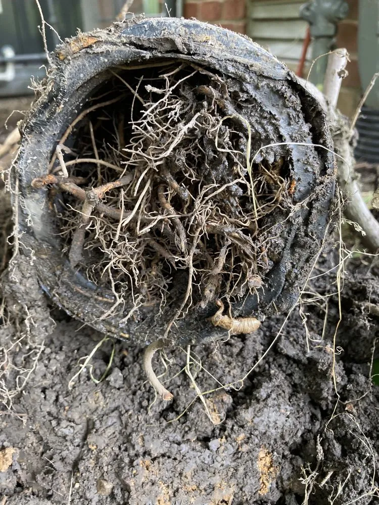 Quality drain cleaning service in Franklin, TN - Prodigy Plumbing Sewer & Drain | Franklin & Nashville Plumber