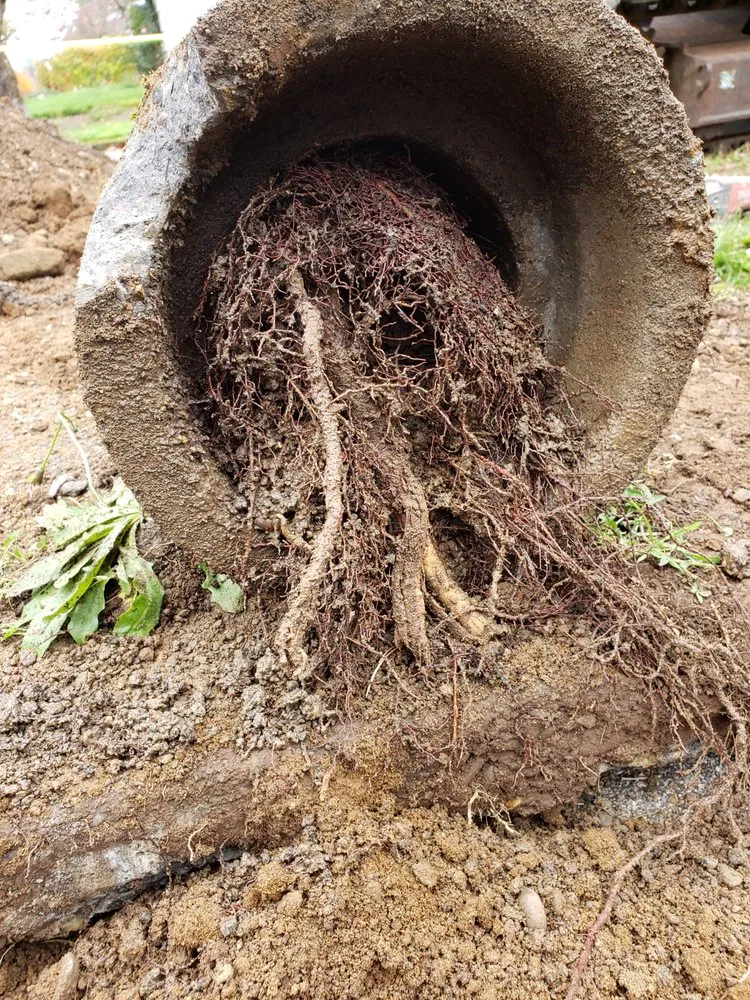 Slide of Proline Plumbing and Sewer