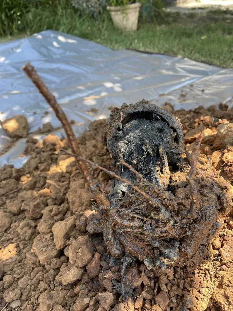 Slide of ProLine Rooter