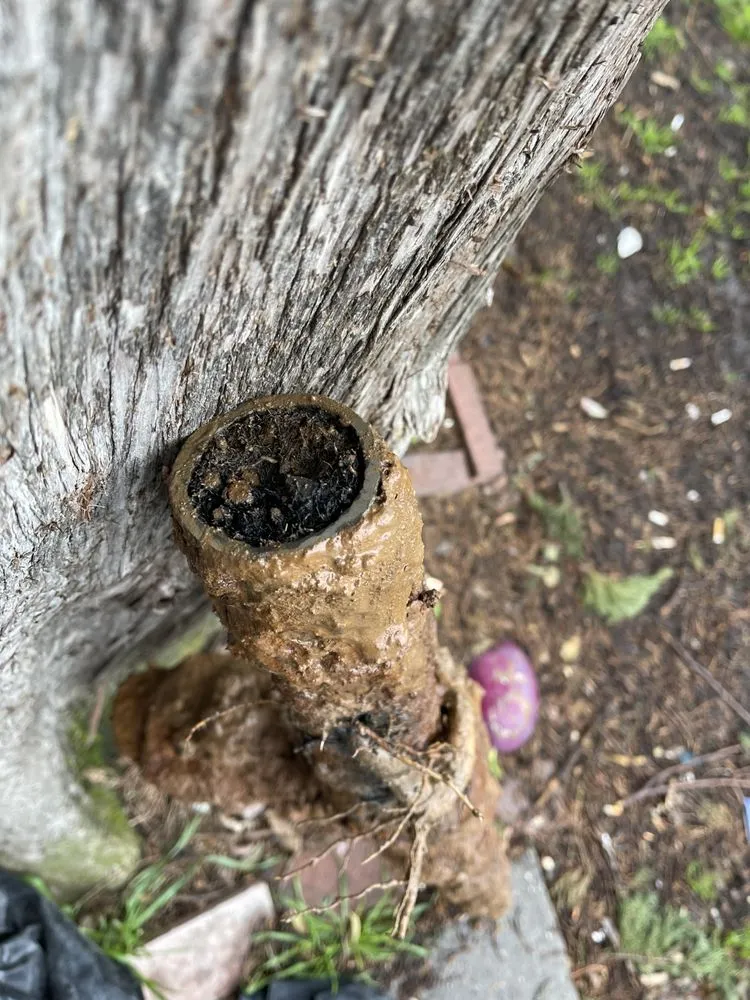 Slide of ProLine Rooter