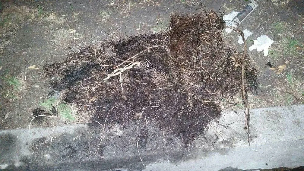 Slide of Pronto Rooter