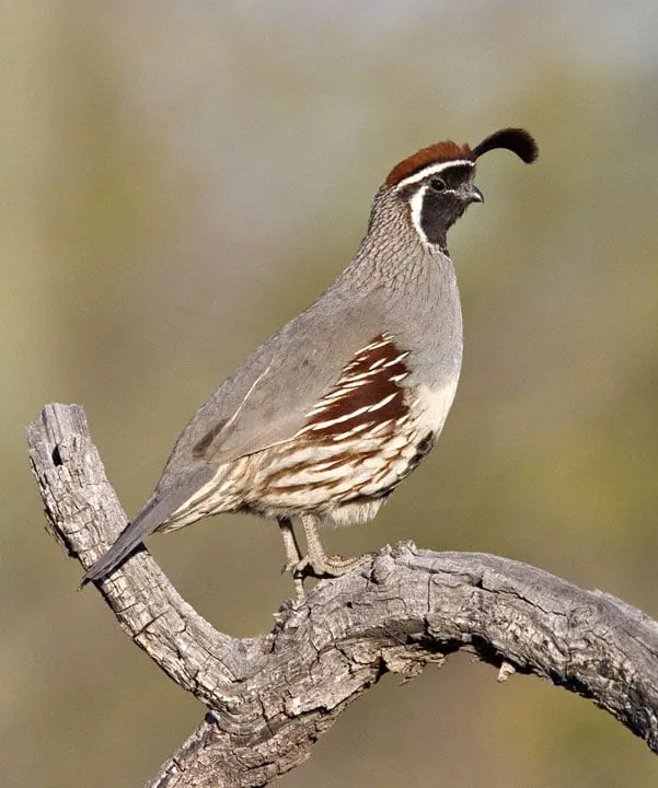 Slide of Quail Plumbing