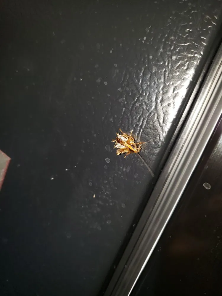 Slide of Raa Plumbing Extermination and More