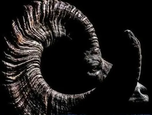 Ram Rooter Plumbing & Hydro-jet Logo