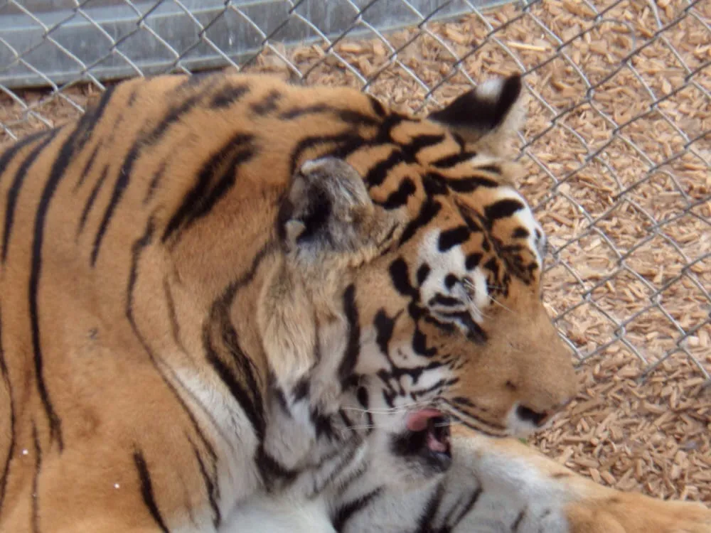 Slide of Randy's Handyman Services