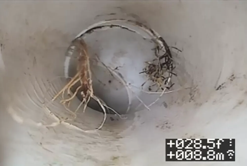 Slide of Rapid Flush