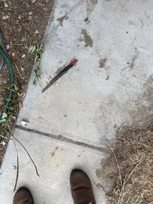 Rapid Plumbing Rooter Service Logo