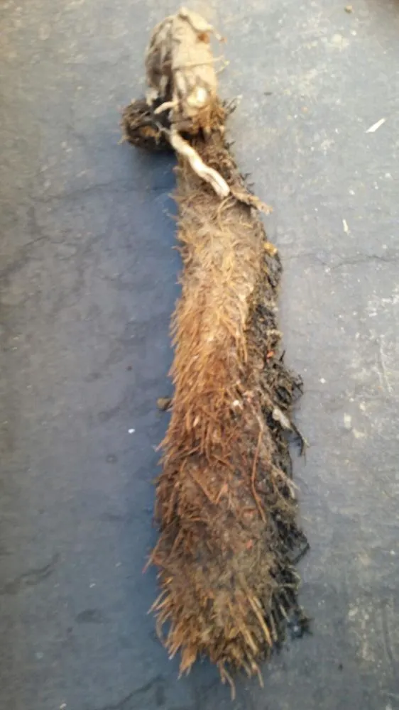 Slide of RCV Plumbing and Sewer