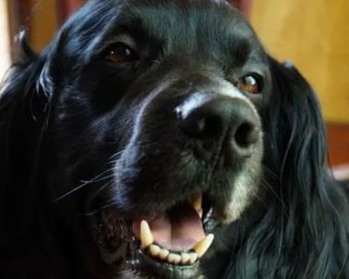 Red and White Services Logo