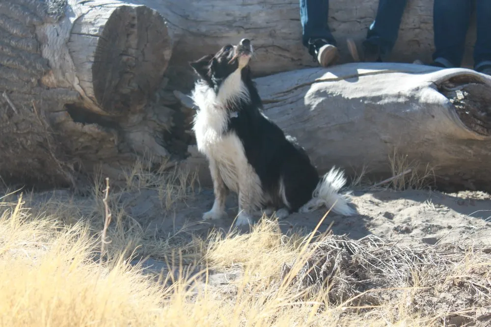 Reliable drain cleaning service in Carson City, NV - Red Bear Mechanical