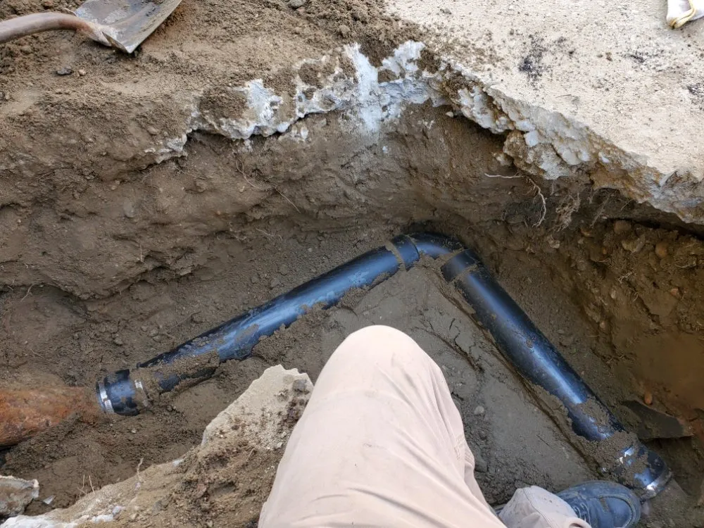 Slide of Red Oak Rooter