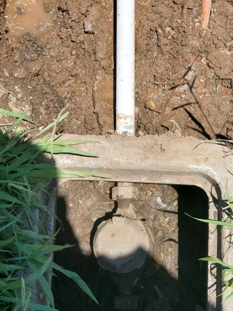 Slide of Red Oak Rooter