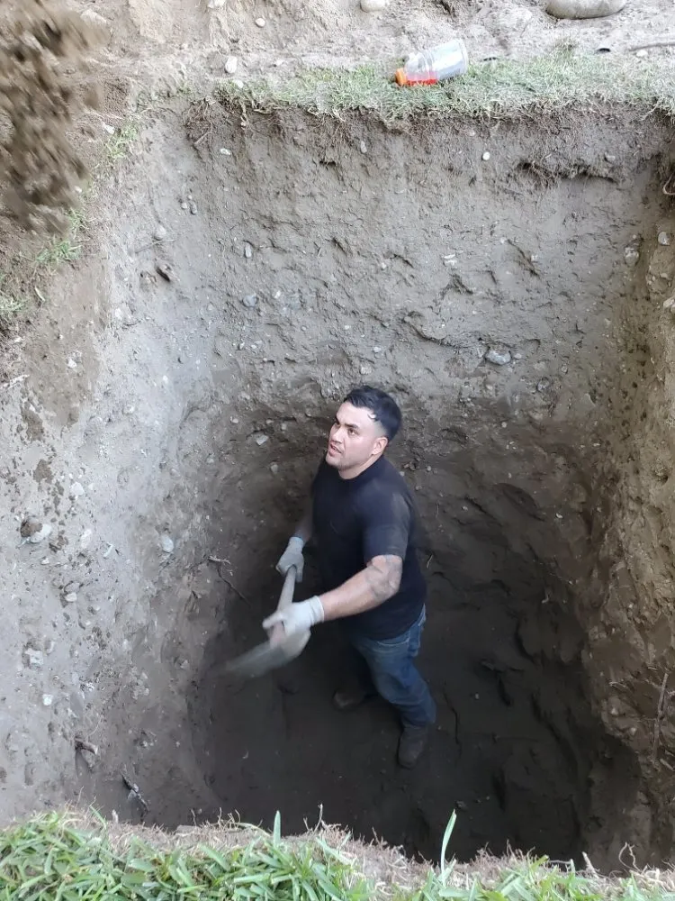 Slide of Red Oak Rooter