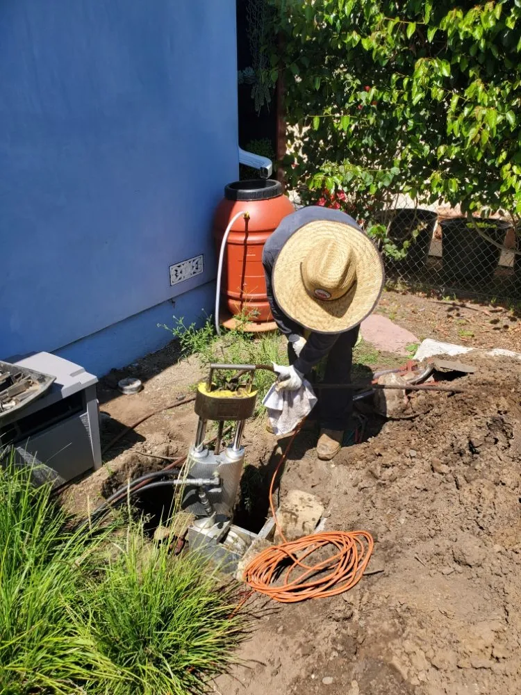 Slide of Red Oak Rooter