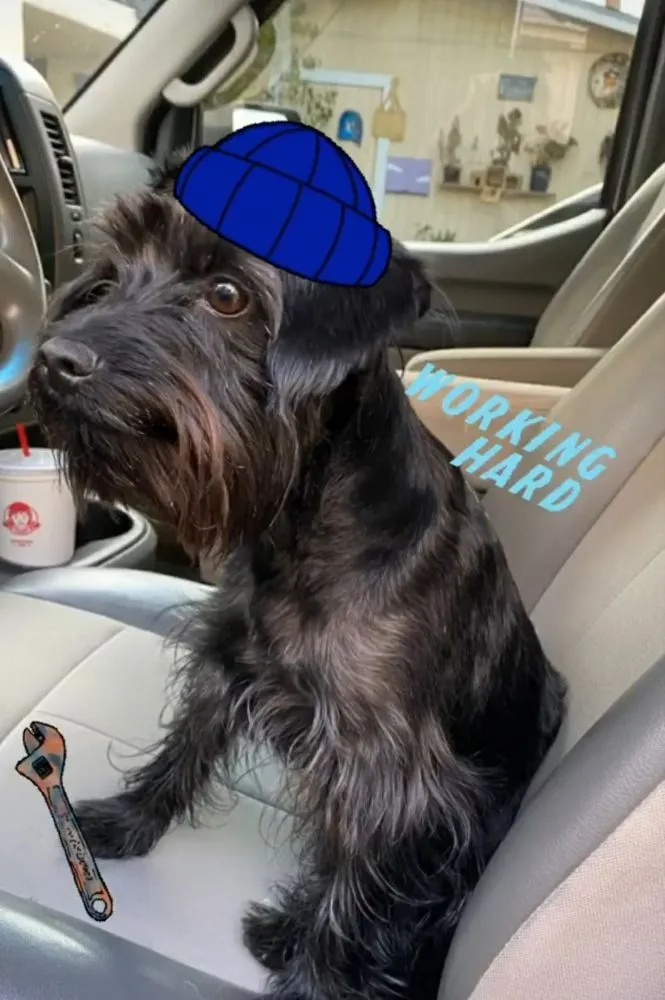 Slide of Red Oak Rooter