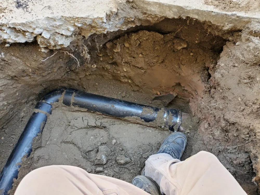 Slide of Red Oak Rooter