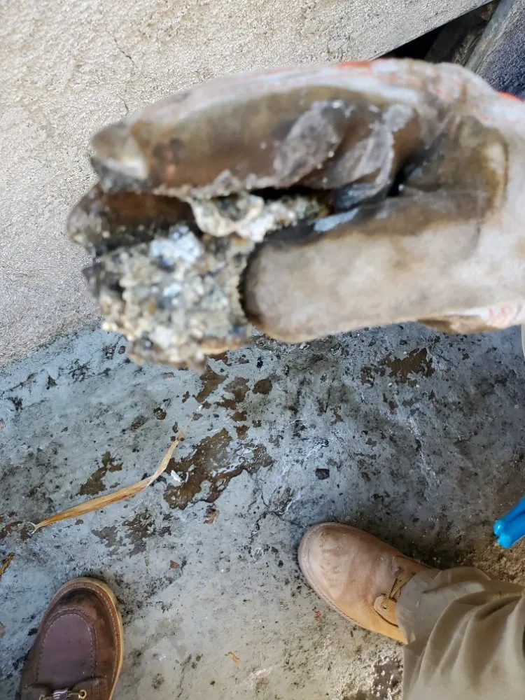 Slide of Red Oak Rooter