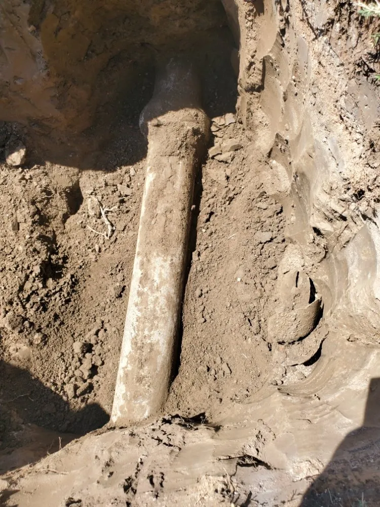 Slide of Red Oak Rooter