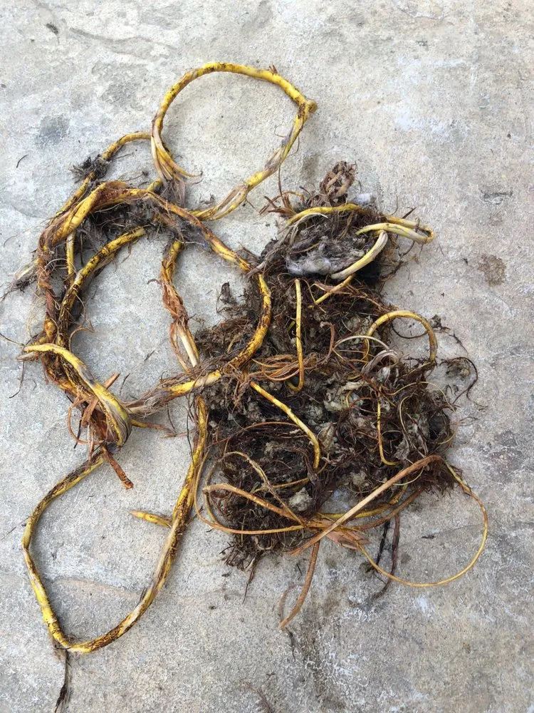 Slide of Red Star Plumbing