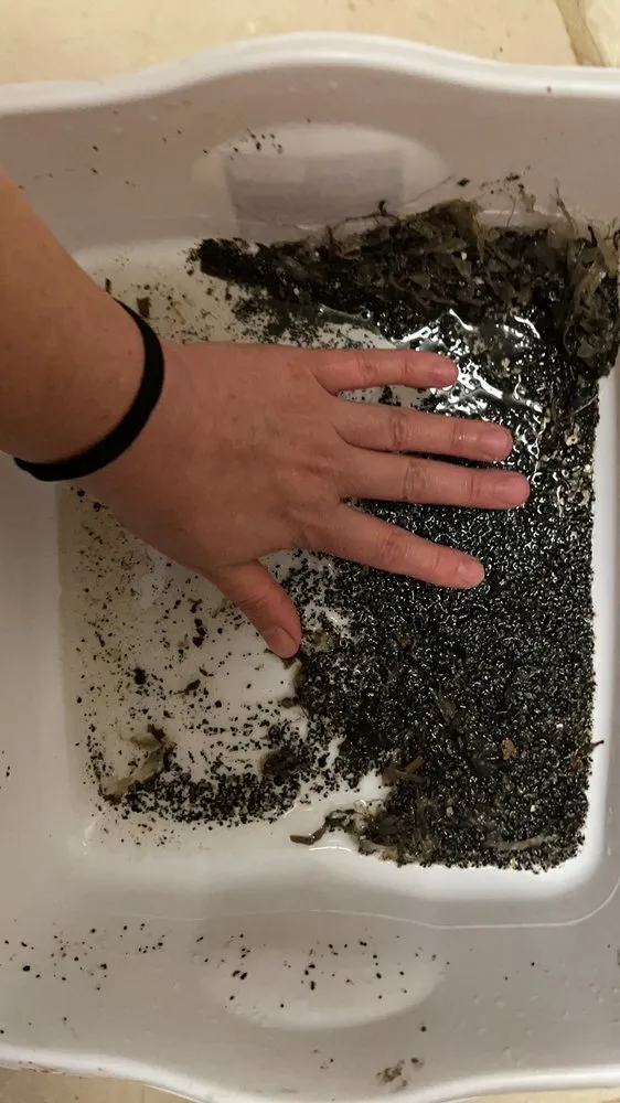 Emergency emergency plumbing service in Fremont, CA - Red Tulip Plumbing