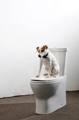 Reeves Family Plumbing Logo