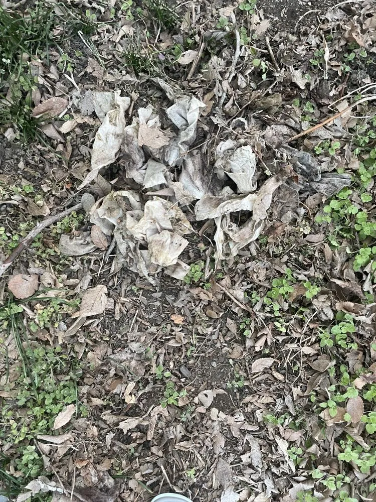 Slide of Remarkable Rooter