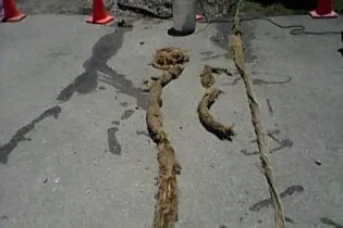 Slide of Rhino Rooter