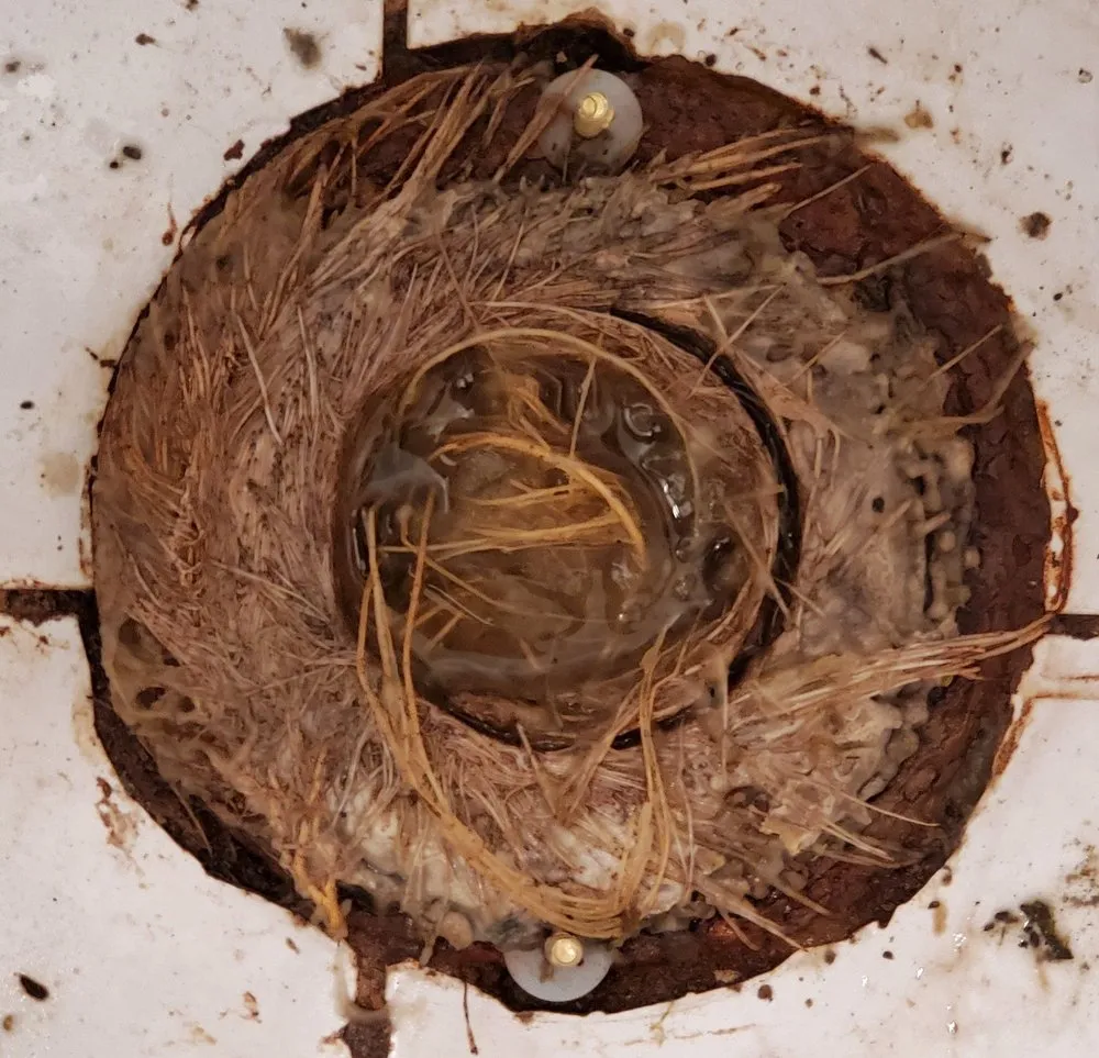 Slide of Rocky Rooter