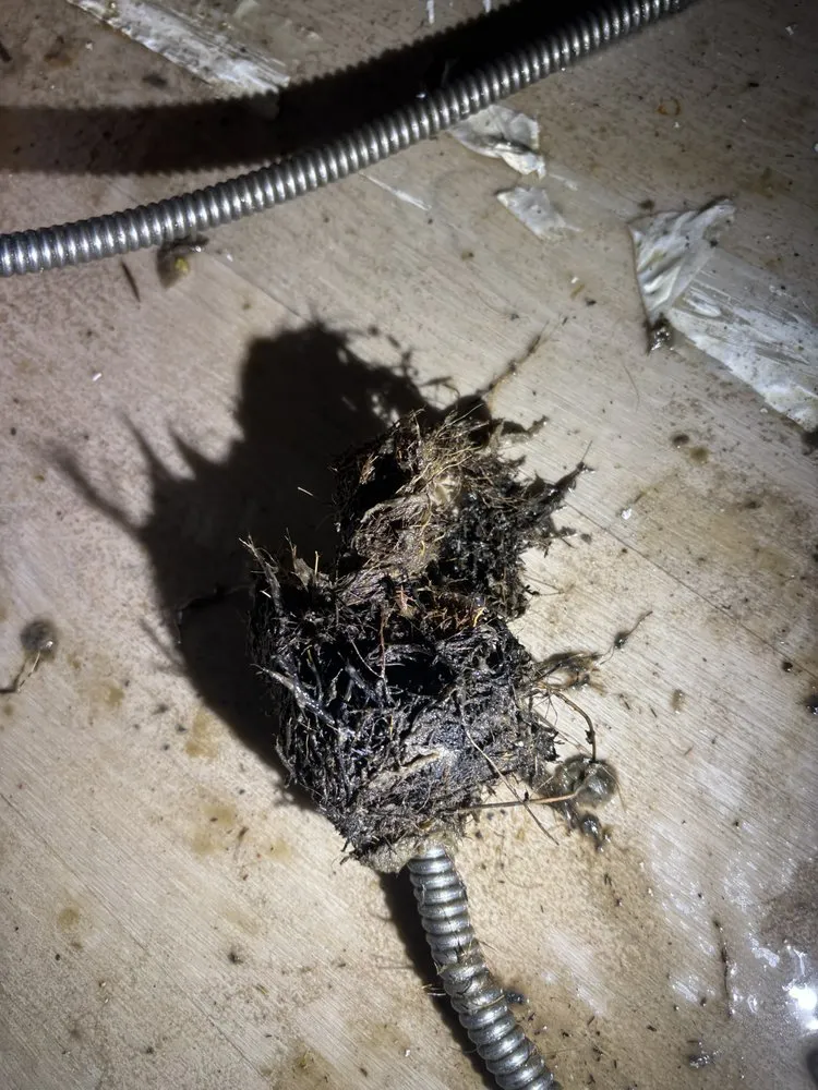 Slide of Rodri’s Rooter