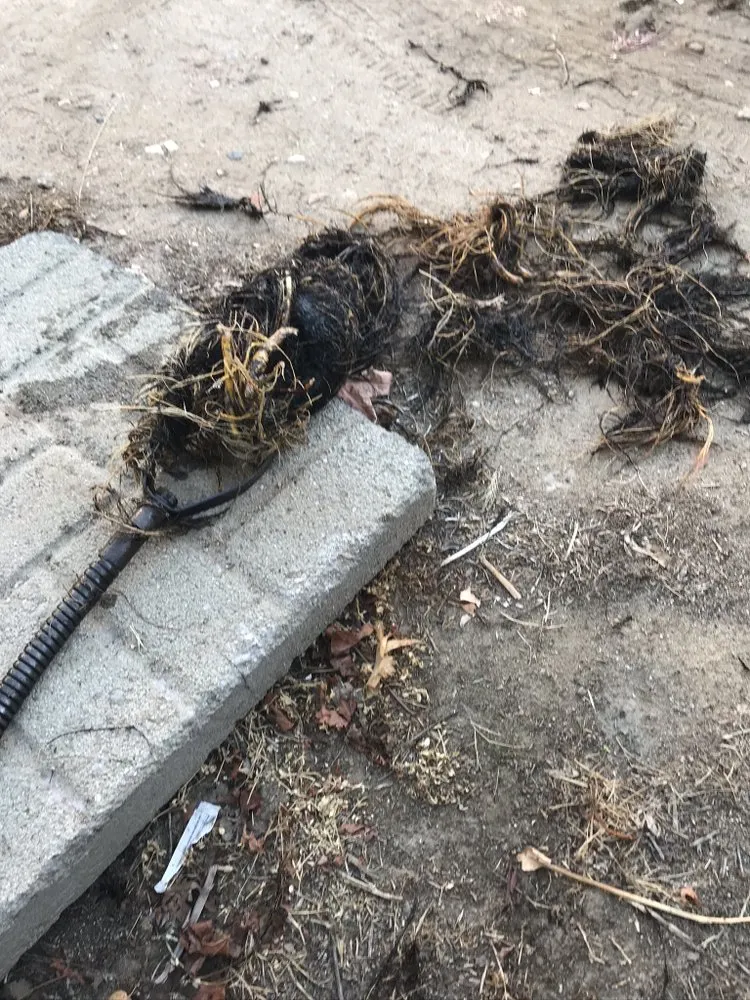 Slide of Roma Rooter