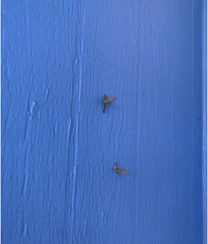 Slide of Ron P. Enterprises