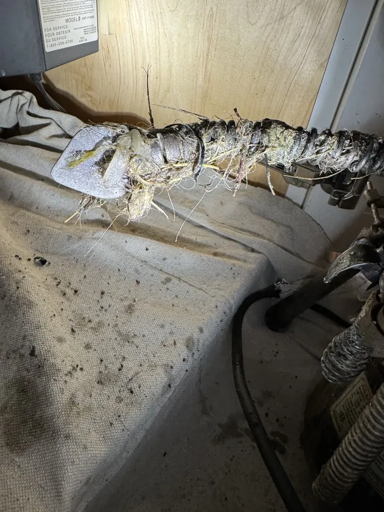 Slide of Root Busters