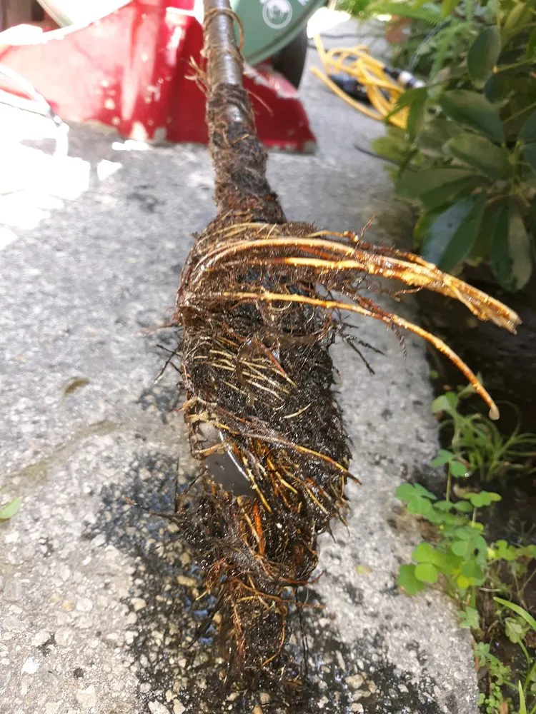 Top-rated emergency plumbing service in Bellflower, CA - Rooter and Beyond Plumbing