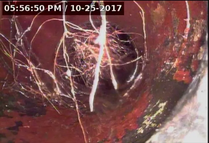 Slide of Rooter Champion | Whittier