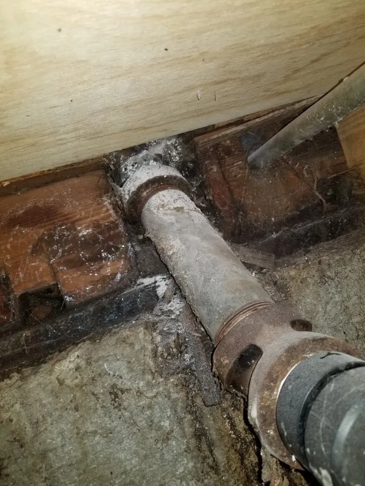 Slide of Rooter Monkey