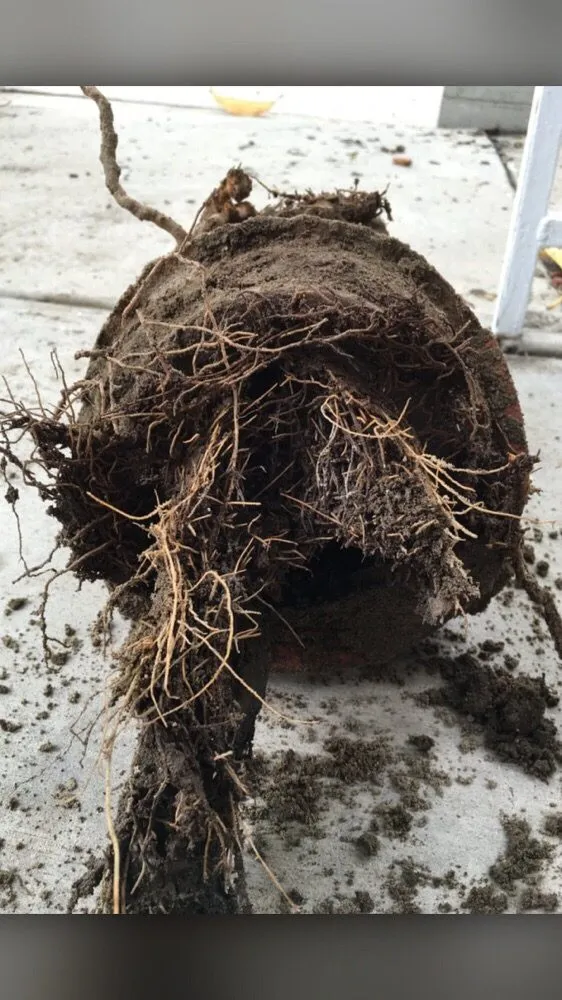 Emergency pipe repair in Tujunga, CA by Rooter Patrol Plumbing